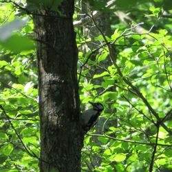 View of bird perching on tree trunk