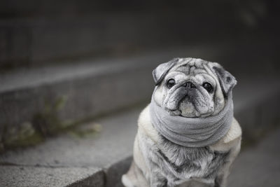 Portrait of an elderly pug on the stairs in autumn