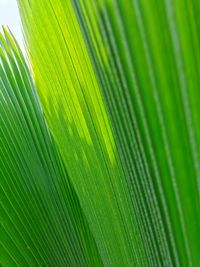 Close-up of palm tree leaves