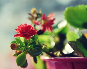 Close-up of red flower