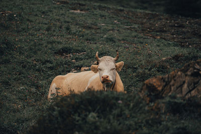 View of a horse on field