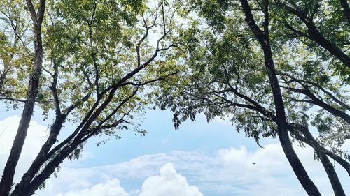 Low angle view of trees against sky