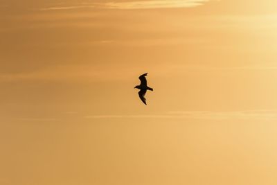 Silhouette bird flying against sky during sunset