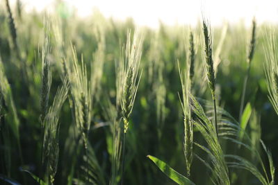 Close-up of wheat growing on field