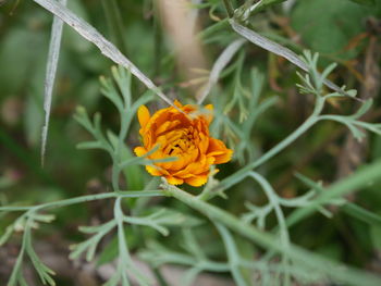Close-up of insect on yellow flower