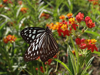 Close-up of butterfly pollinating on flower