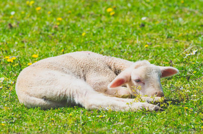 View of an animal resting on field