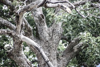 Low angle view of trees in forest