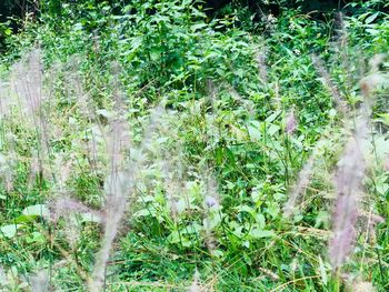 Full frame shot of flowering plants on field