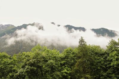 Scenic view of forest against sky