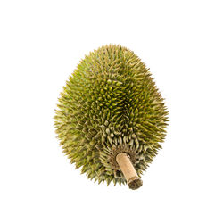 Close-up of fresh green plant against white background