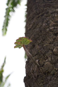 Close-up of leaf on tree trunk