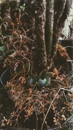 Close-up of berries growing on field
