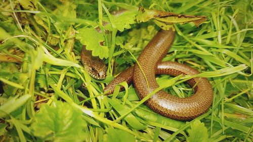 Snake hiding in grass