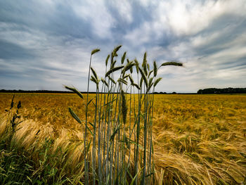 Plants growing on field against sky