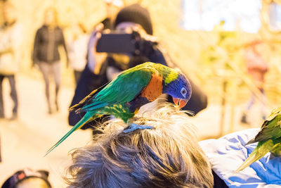 Rainbow lorakeet on woman's head playing through hair. person taking picture background