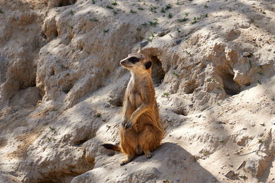 Full length of a young man looking away