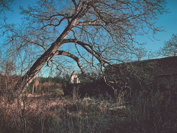 Man standing by bare tree on field against sky