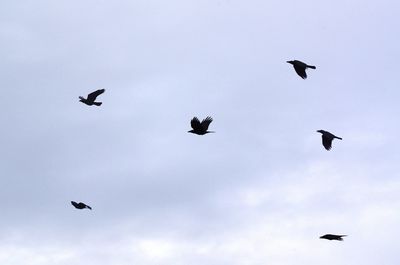 Low angle view of silhouette birds flying against sky