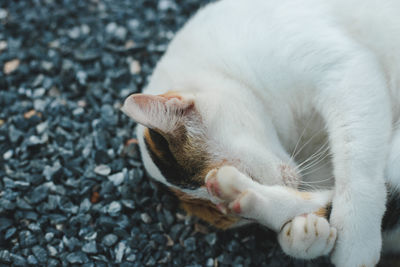 Close-up of cat