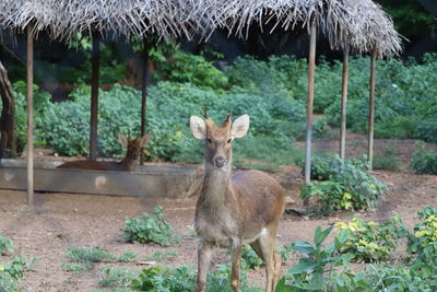 Portrait of deer