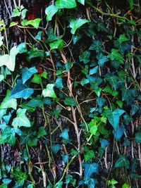 Full frame shot of ivy growing on field