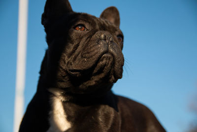 Close-up portrait black french bulldog