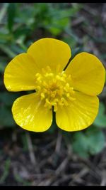 Close-up of yellow flowers