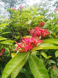 Close-up of red flowering plant