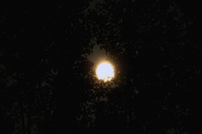 Low angle view of trees against sky at night