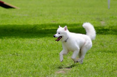 White dog on field