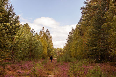 Man walking in forest against sky