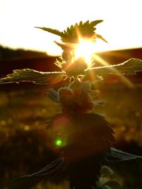 Close-up of sun shining through clouds