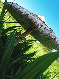 Low angle view of bamboo plant against clear sky