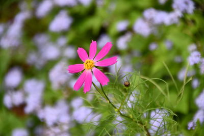 Close-up of insect on pink flower