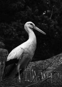 Close-up of crane in pond