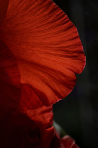 Close-up of red rose flower