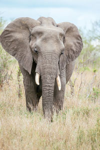 Portrait of elephant