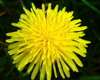 Close-up of yellow flower