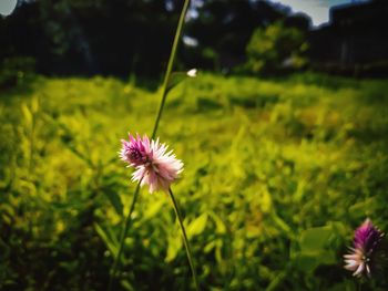 Close-up of purple flower on field