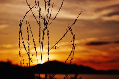 Silhouette of stalks against sunset sky