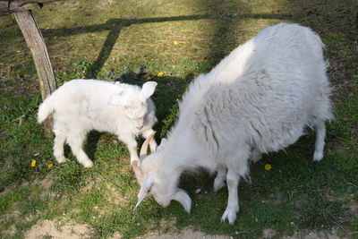 High angle view of sheep on field