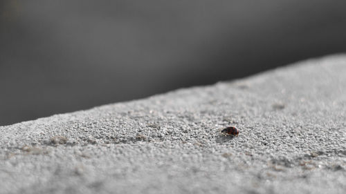 Close-up of housefly on leaf