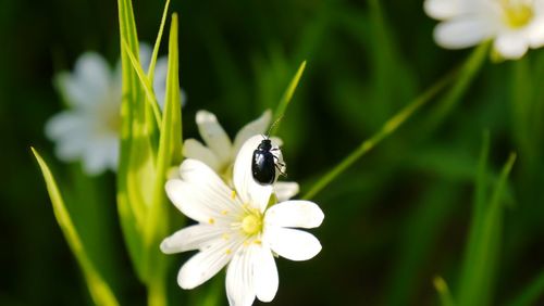 Close-up of bug on white flower