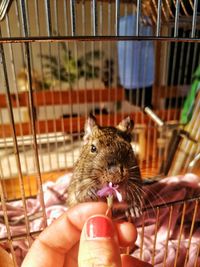 Close-up of a hand holding a cat in cage