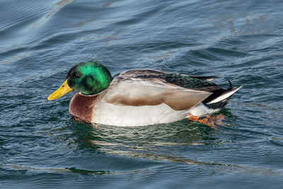 Duck swimming in lake