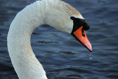 Close-up of swan in lake