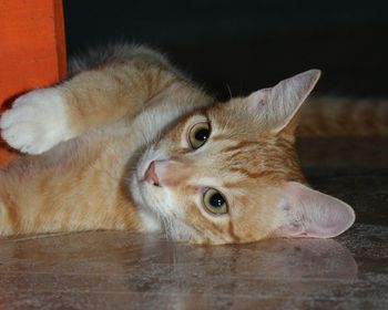 Close-up portrait of cat lying down