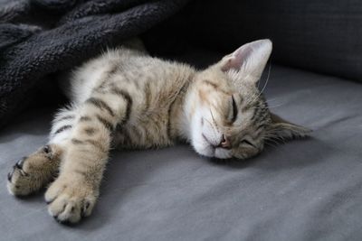 Cat sleeping on bed