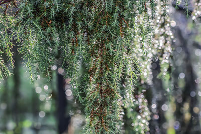 Close-up of flowering plant